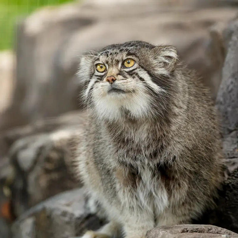 旭山動物園のグルーシャの写真
