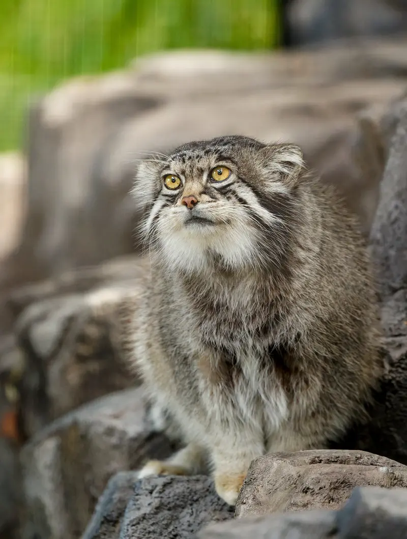 旭山動物園のグルーシャの写真