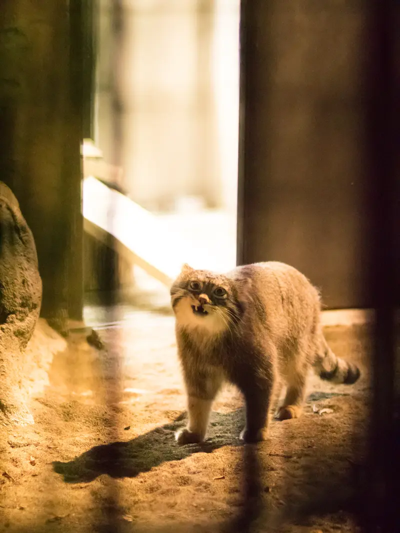 野毛山動物園のフィーガの写真