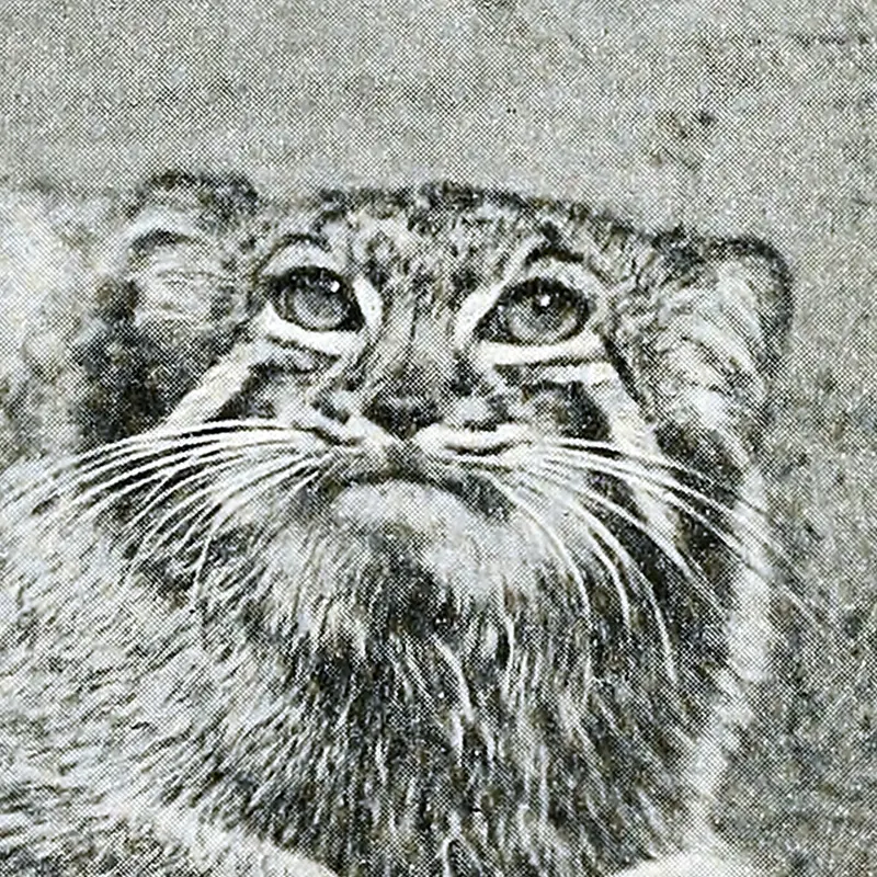ロンドン動物園のマヌルネコのカルカッタ
