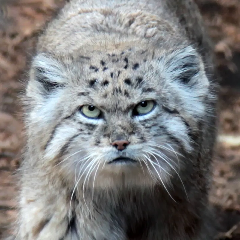 プロスペクト・パーク動物園のマヌルネコのバトゥ