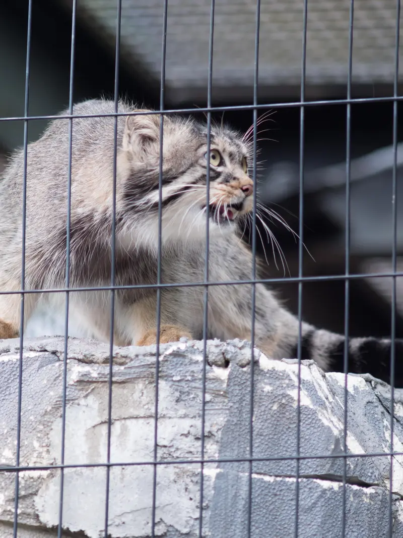 旭山動物園のヒデの写真