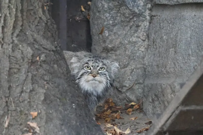 モスクワ動物園のティモフェイの写真