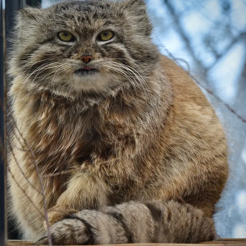 プラハ動物園のスパイの写真