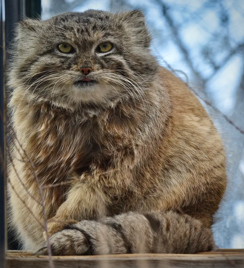 プラハ動物園のスパイの写真