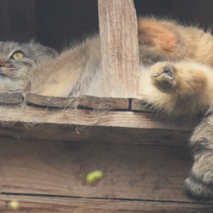 ブダペスト動物園＆植物園のルーシーの写真