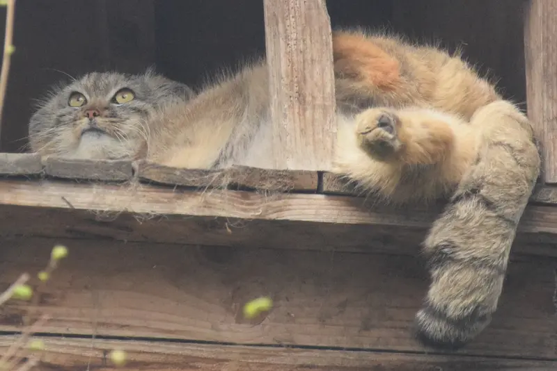 ブダペスト動物園＆植物園のルーシーの写真