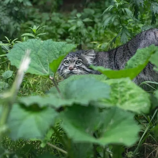 モスクワ動物園のティモフェイの写真
