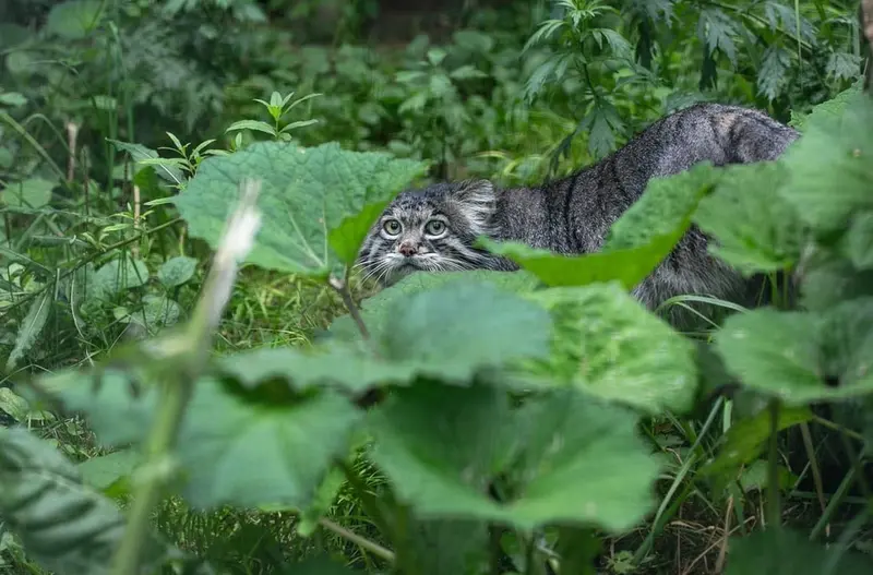モスクワ動物園のティモフェイの写真