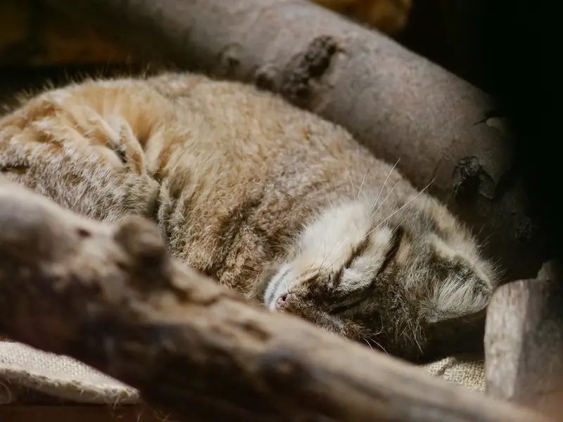 恩賜上野動物園のプリームラの写真