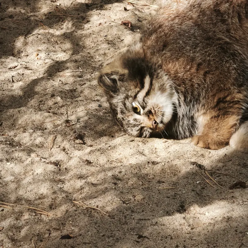 ノヴォシビルスク動物園のアデルの息子（2026年生まれ）Ⅲの写真