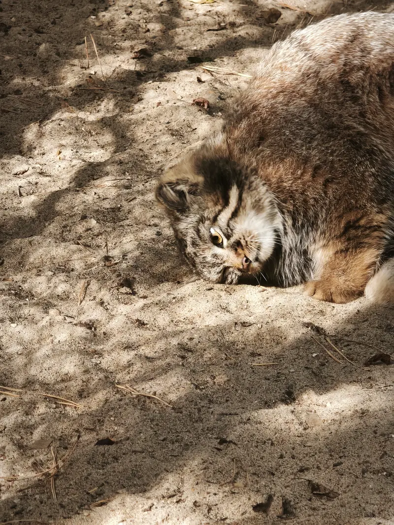 ノヴォシビルスク動物園のアデルの息子（2026年生まれ）Ⅲの写真