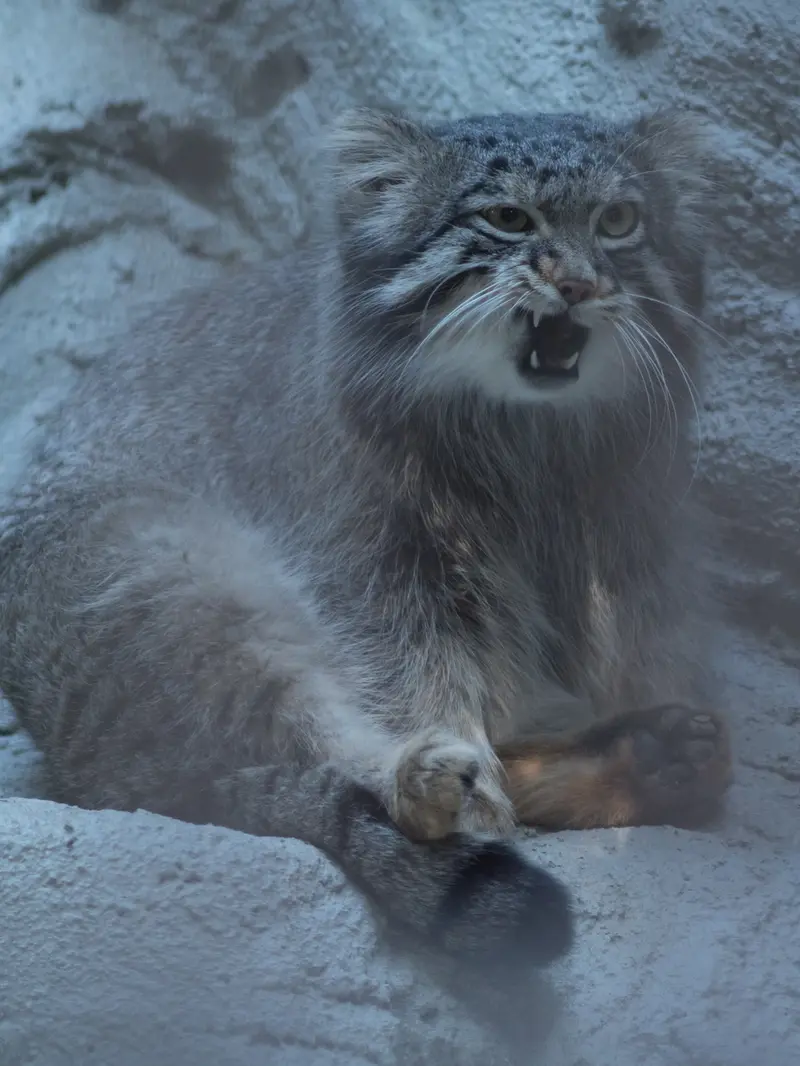野毛山動物園のフィーガの写真