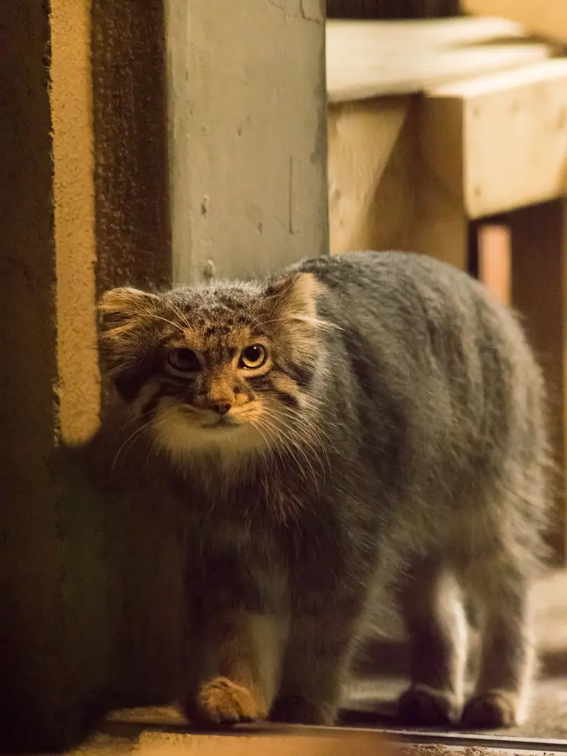野毛山動物園のフィーガの写真