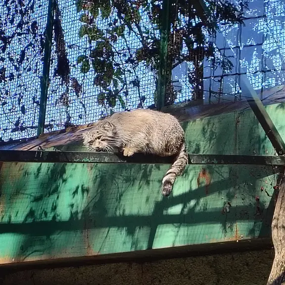 ブダペスト動物園・植物園のボフスの写真