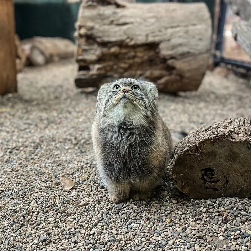 グレートプレーンズ動物園のタシの写真
