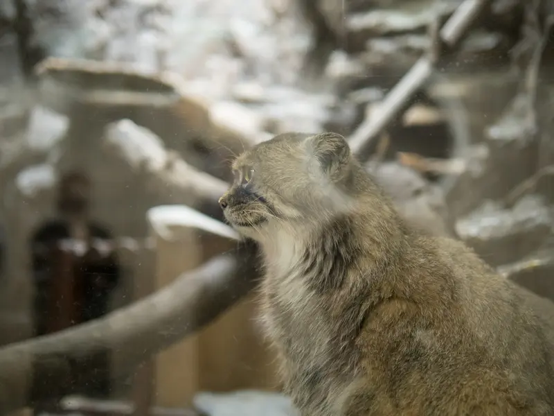 恩賜上野動物園のプリームラの写真