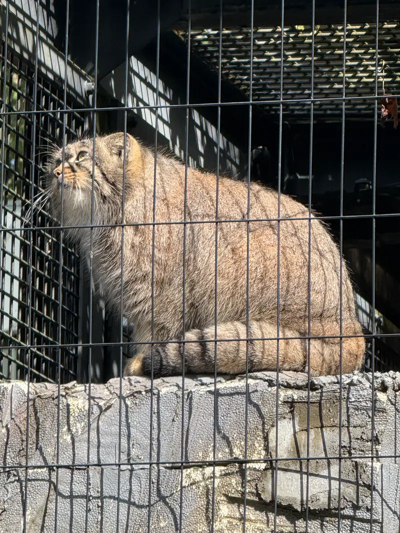 旭山動物園のヒデの写真