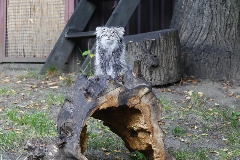 モスクワ動物園のティモフェイの写真