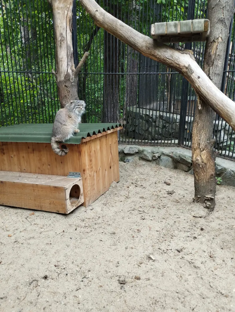 ノヴォシビルスク動物園のマヌルネコの写真
