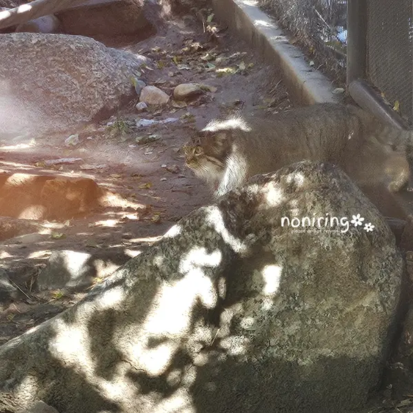 プエブロ動物園のオリーブの写真
