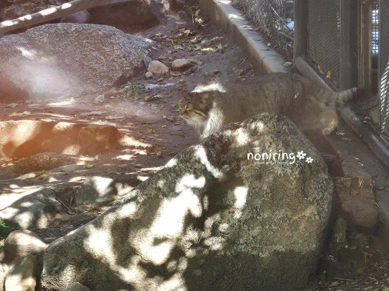 プエブロ動物園のオリーブの写真