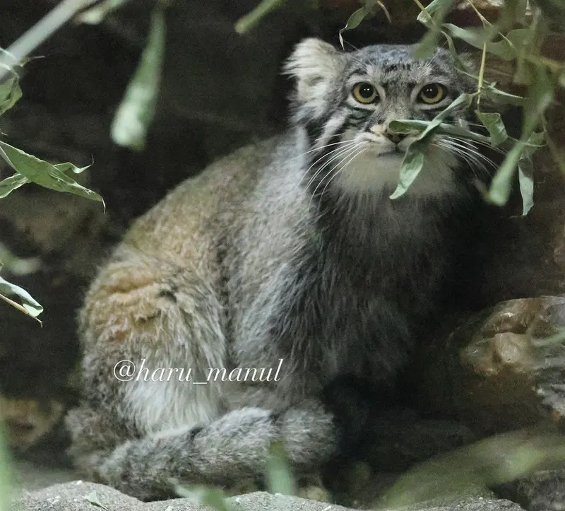 恩賜上野動物園のフィーガの写真