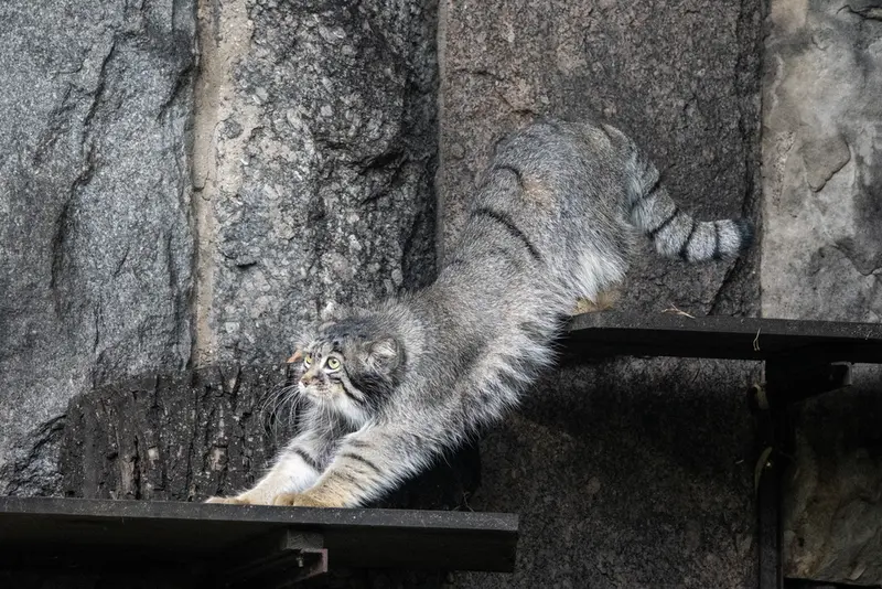 モスクワ動物園のティモフェイの写真