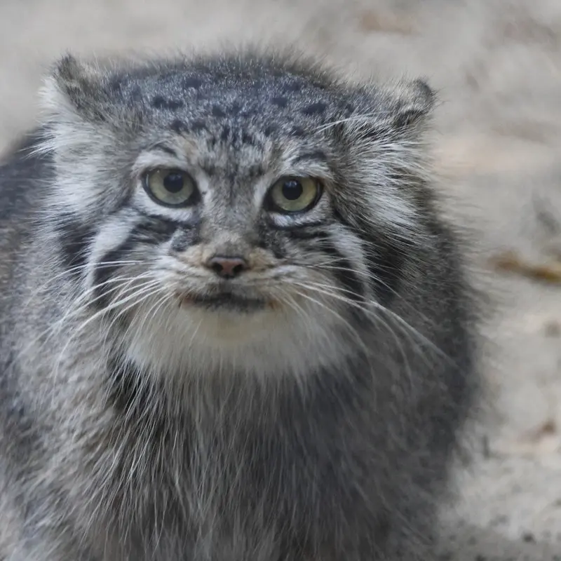 ノヴォシビルスク動物園のイヴの写真
