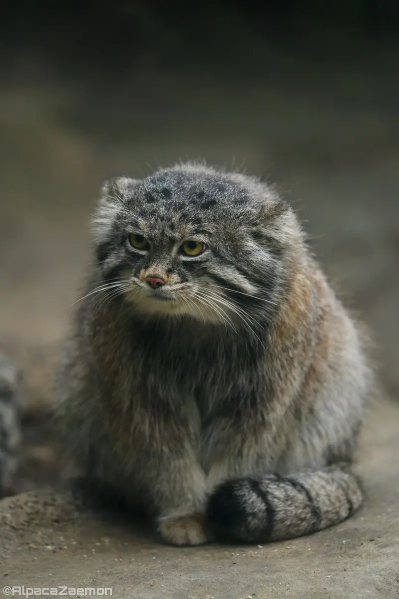 神戸どうぶつ王国のナルの写真