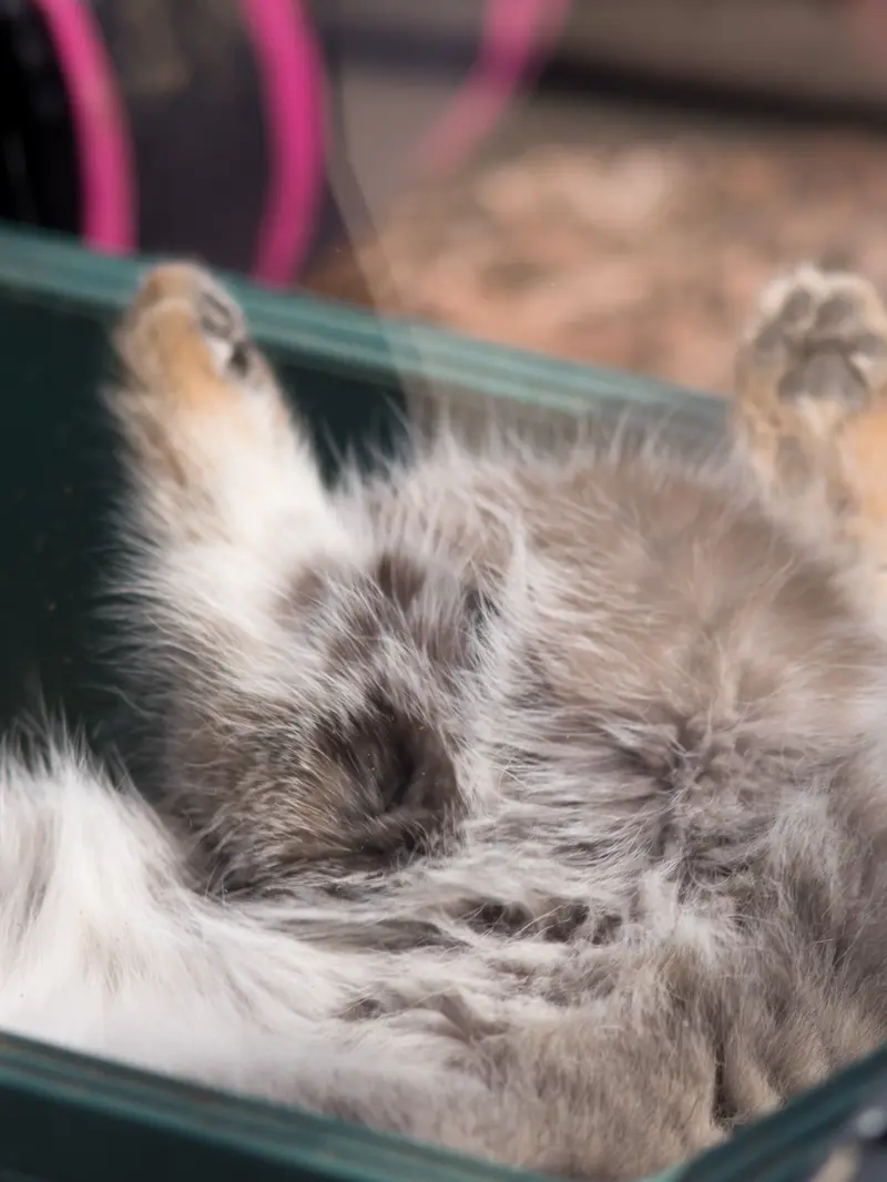 埼玉県こども動物自然公園のオトの写真