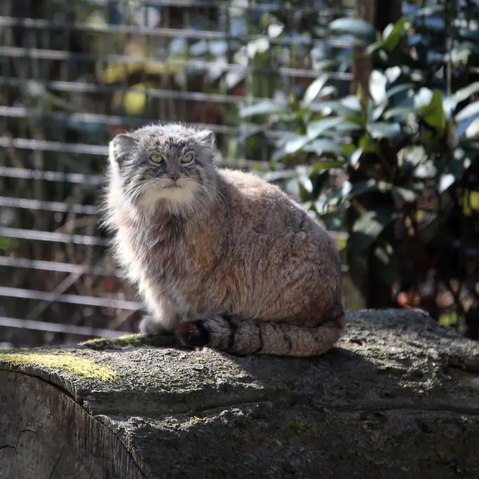 オストラヴァ動物園のモイラの写真