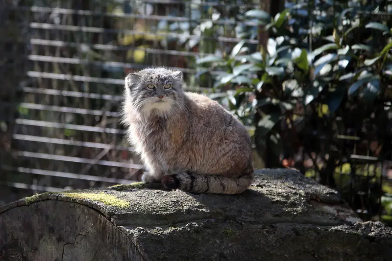 オストラヴァ動物園のモイラの写真