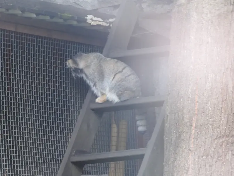 モスクワ動物園のティモフェイの写真