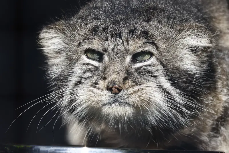 レニングラード動物園のスヴェンの写真