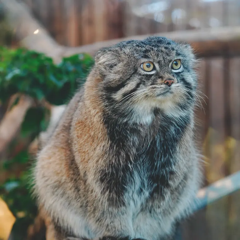神戸どうぶつ王国のナルの写真