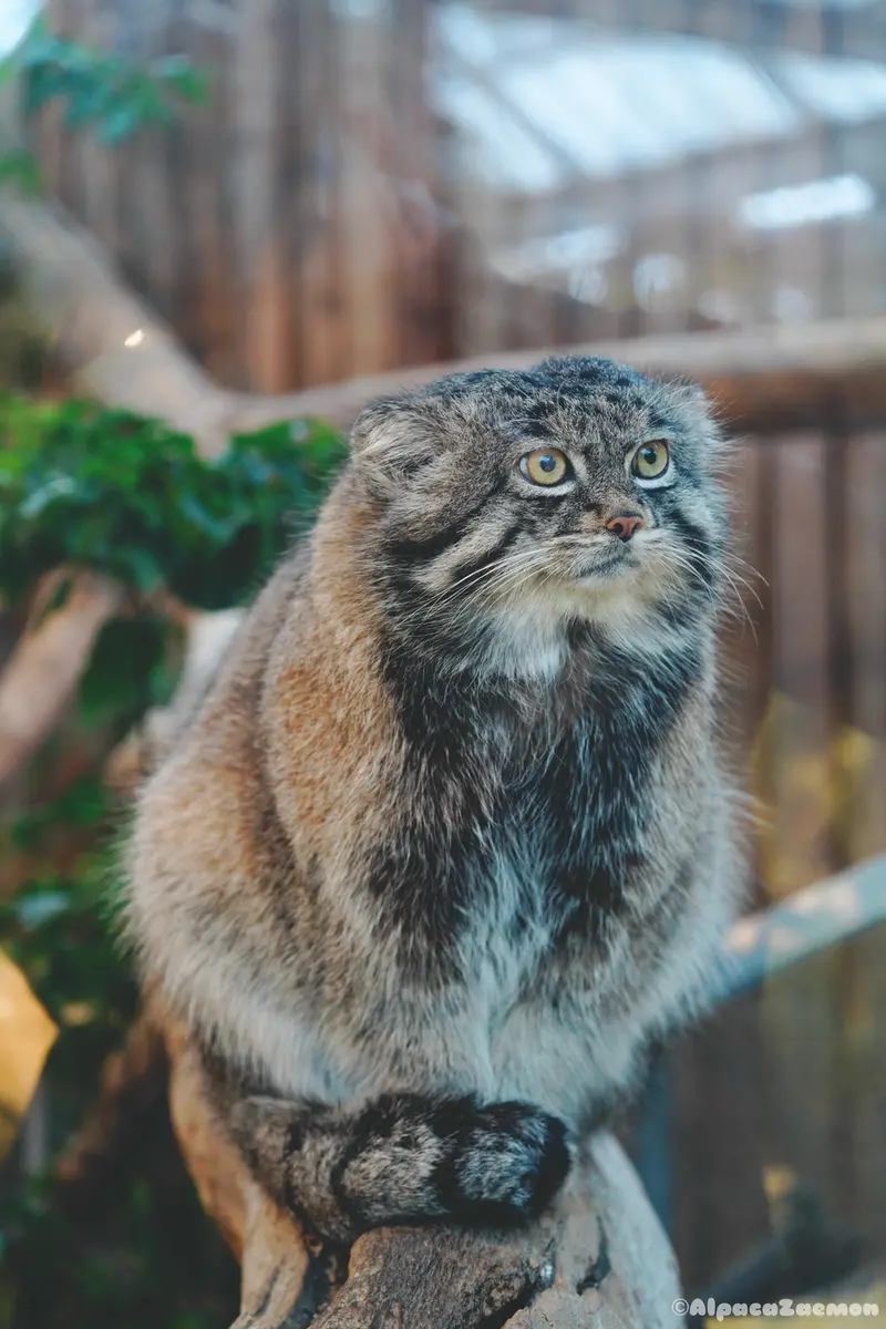神戸どうぶつ王国のナルの写真