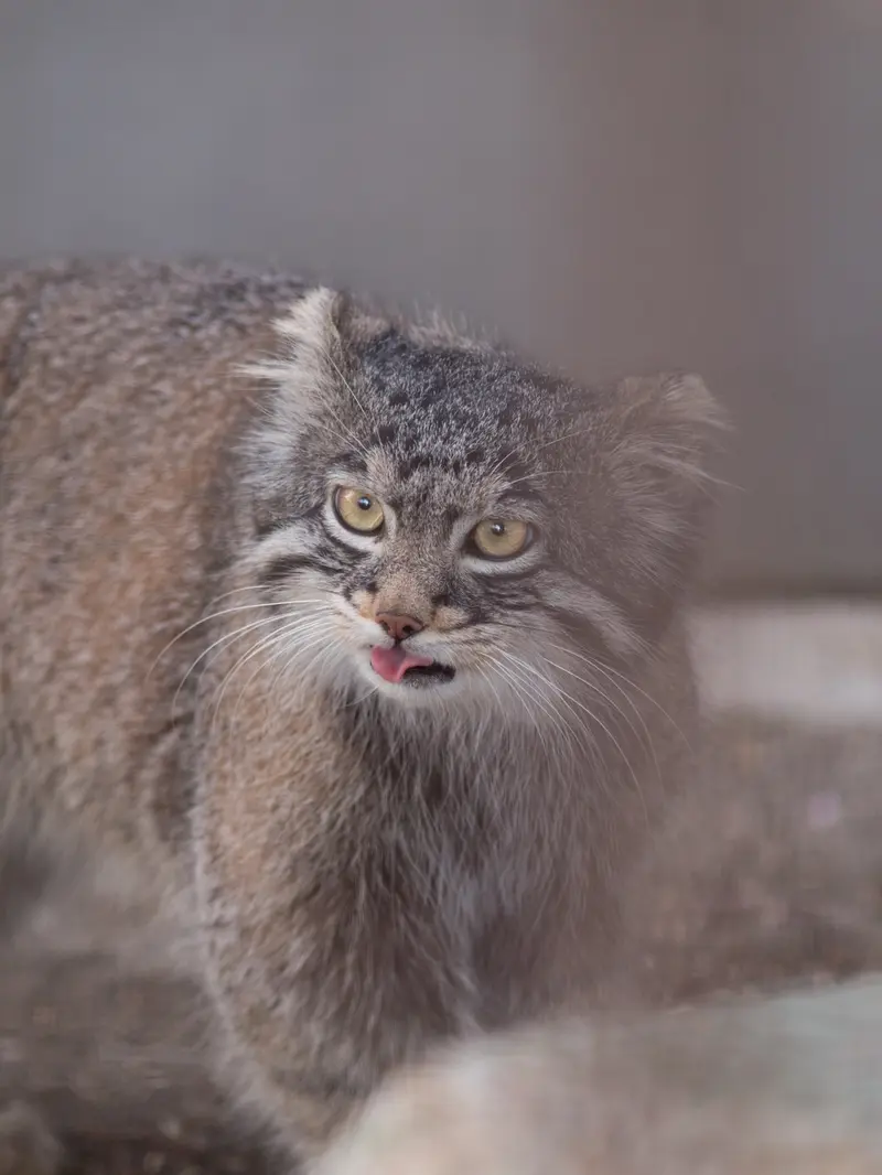 野毛山動物園のフィーガの写真