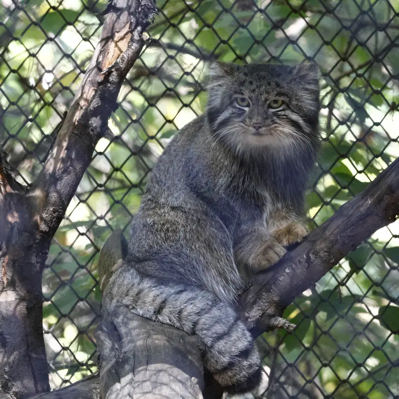 ノヴォシビルスク動物園のグレイの写真