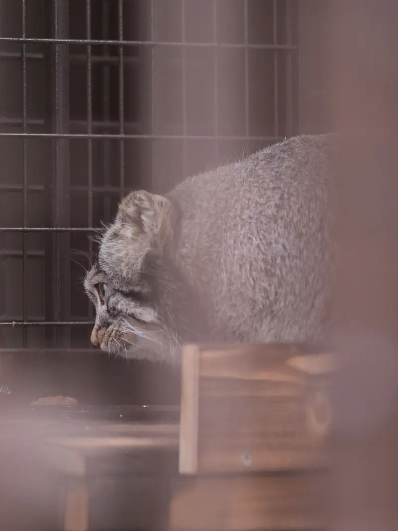 野毛山動物園のフィーガの写真