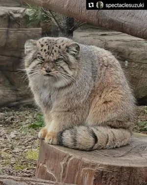 マヌルネコの写真
