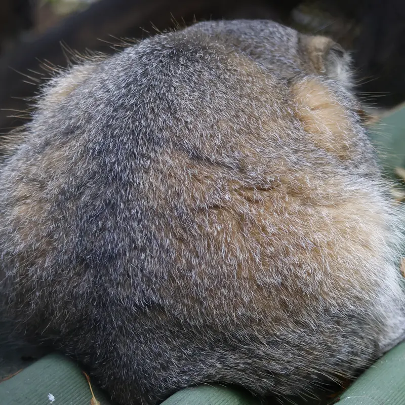 ノヴォシビルスク動物園のジョージの写真