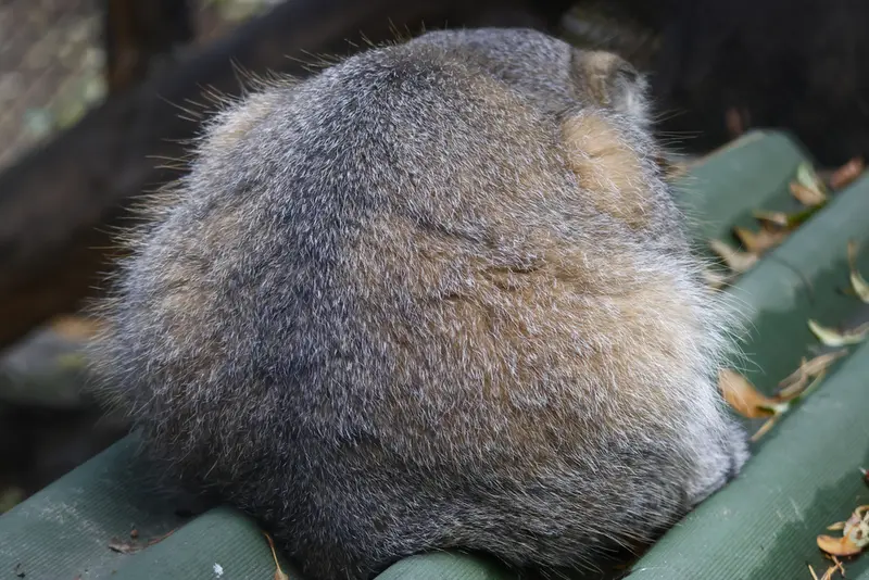 ノヴォシビルスク動物園のジョージの写真