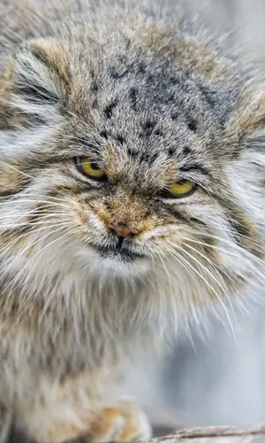 マヌルネコの写真