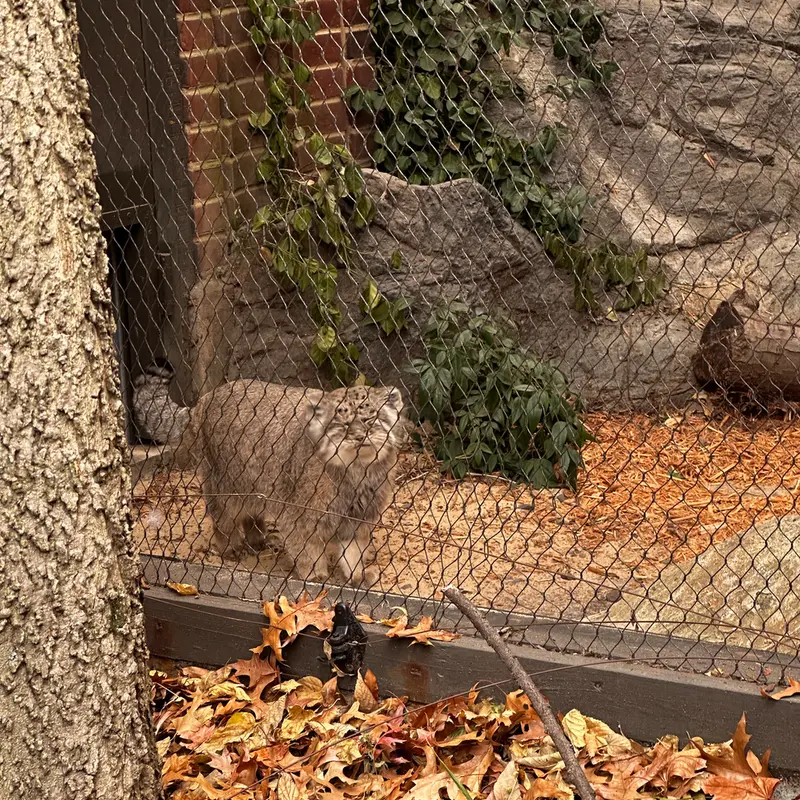 プロスペクト・パーク動物園のマヌルネコの写真
