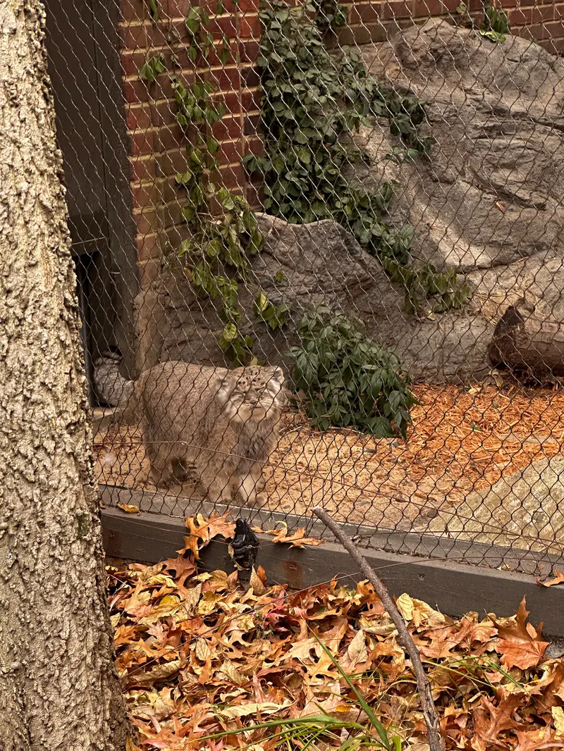 プロスペクト・パーク動物園のマヌルネコの写真