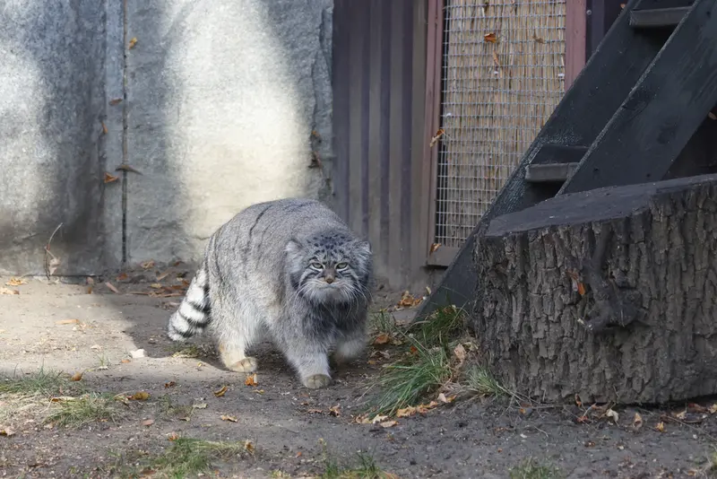 モスクワ動物園のティモフェイの写真