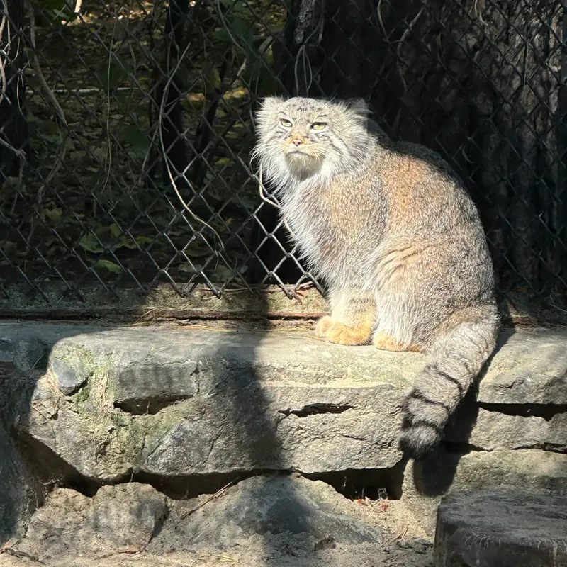 ノヴォシビルスク動物園のルフの写真