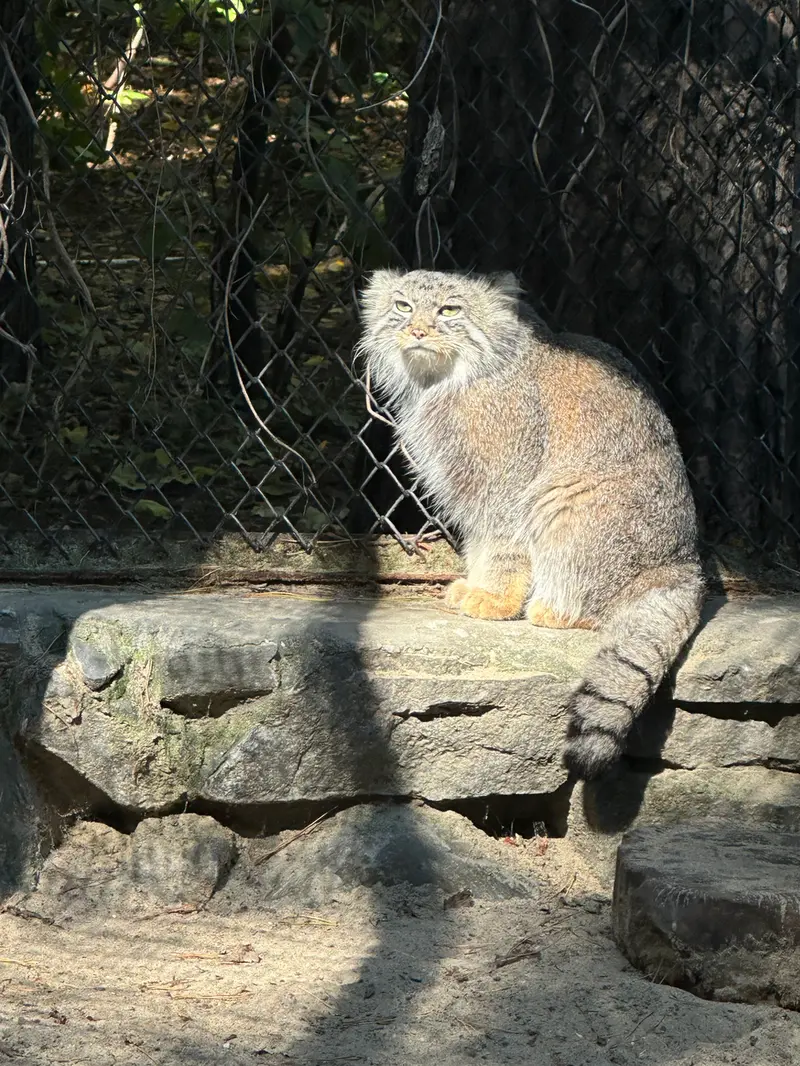 ノヴォシビルスク動物園のルフの写真