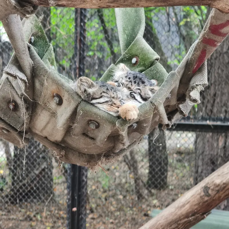 Novosibirsk Zooのマヌルネコの写真
